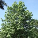 Sorbus aria